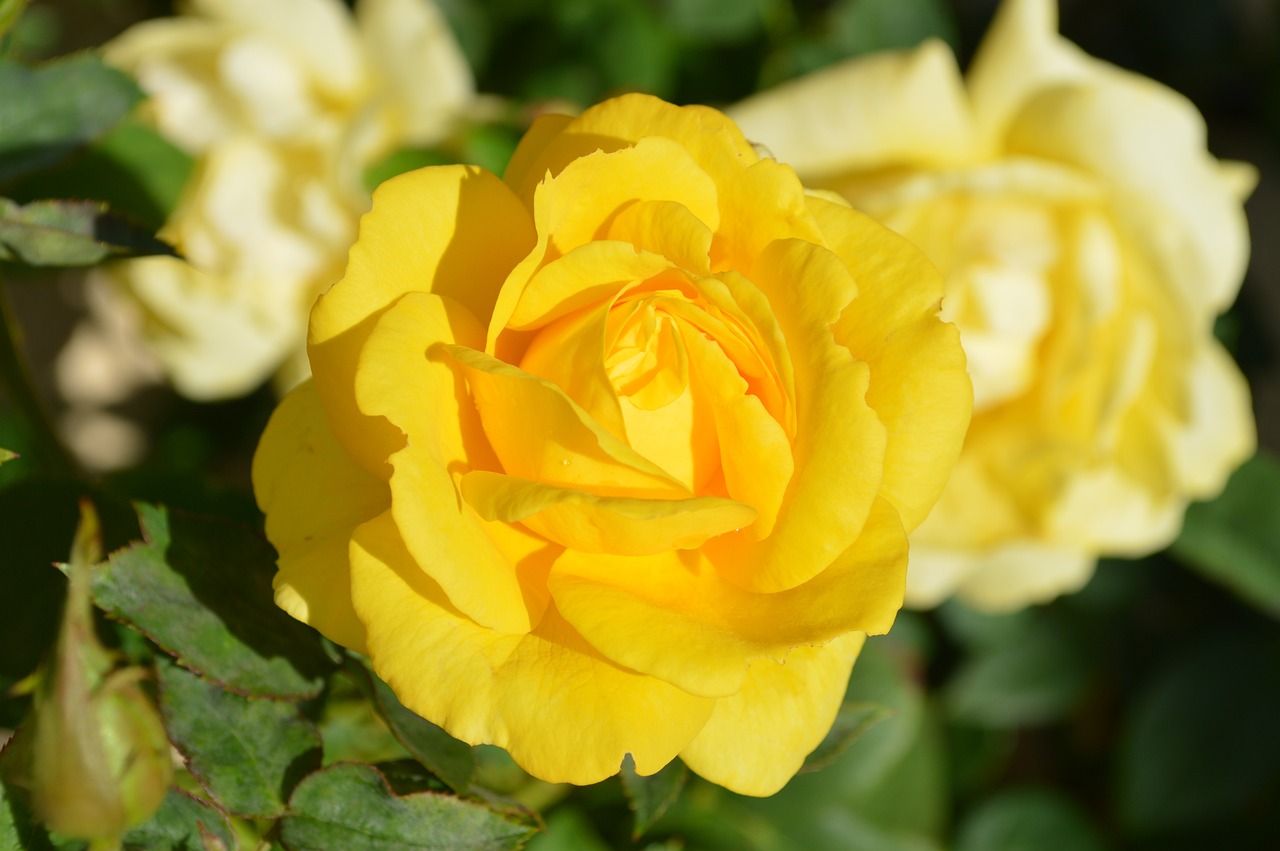 yellow rose, flower, nature-196393.jpg